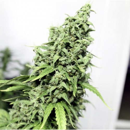 Auto Durban Poison Feminised насіння конопель: фото, характеристики, відгуки, опис