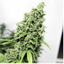 Auto Durban Poison Feminised насіння конопель: фото, характеристики, відгуки, опис