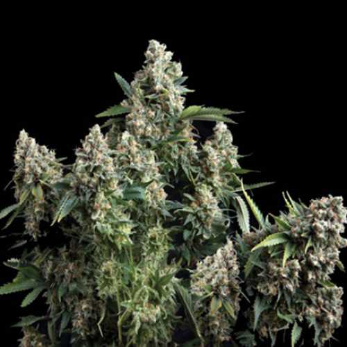 Tutankhamon Feminised (поштучно) семена конопли: фото, характеристики, отзывы, описание