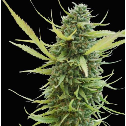 Colombian Gold Feminised (поштучно) насіння конопель: фото, характеристики, відгуки, опис