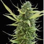 Colombian Gold Feminised (поштучно) насіння конопель: фото, характеристики, відгуки, опис