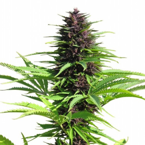 Shaman Feminised (поштучно) семена конопли: фото, характеристики, отзывы, описание