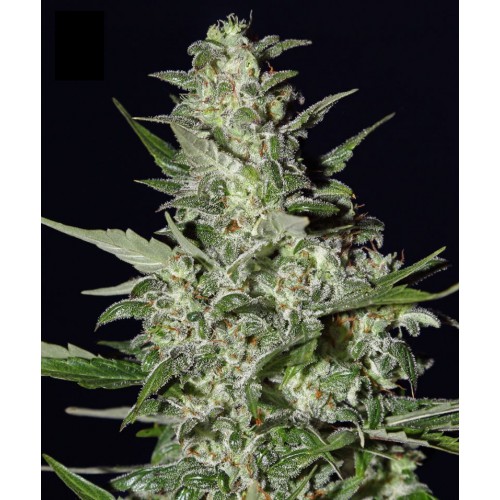 Auto Super Critical Feminised (поштучно) насіння конопель: фото, характеристики, відгуки, опис