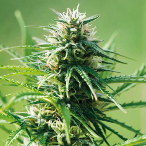 Sweet Tooth Feminised (поштучно) семена конопли: фото, характеристики, отзывы, описание