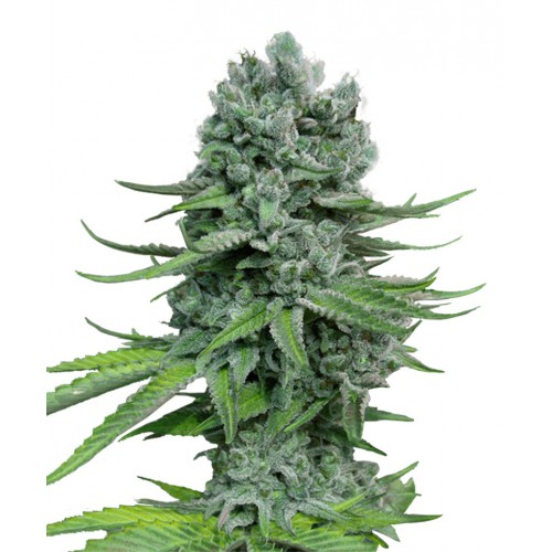 Auto Super Skunk Feminised (поштучно) насіння конопель: фото, характеристики, відгуки, опис