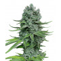 Auto Super Skunk Feminised (поштучно) насіння конопель: фото, характеристики, відгуки, опис