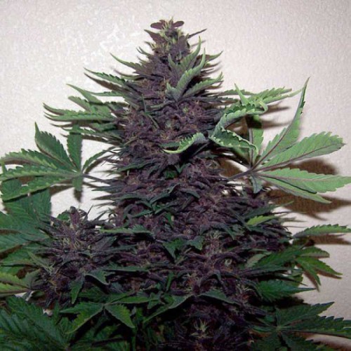 Purple Kush Feminised (поштучно) семена конопли: фото, характеристики, отзывы, описание Purple Kush Feminised (поштучно) семена конопли: фото, характеристики, отзывы, описание