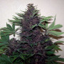 Purple Kush Feminised (поштучно) семена конопли: фото, характеристики, отзывы, описание Purple Kush Feminised (поштучно) семена конопли: фото, характеристики, отзывы, описание