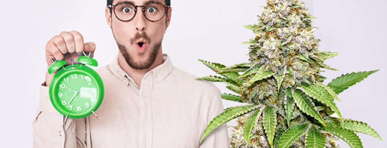 Самые Быстрорастущие Сорта Марихуаны / Конопли