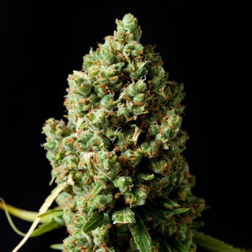 Auto Critical Kush Feminised (поштучно) насіння конопель: фото, характеристики, відгуки, опис Auto Critical Kush Feminised (поштучно) насіння конопель: фото, характеристики, відгуки, опис