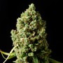 Auto Critical Kush Feminised (поштучно) насіння конопель: фото, характеристики, відгуки, опис Auto Critical Kush Feminised (поштучно) насіння конопель: фото, характеристики, відгуки, опис