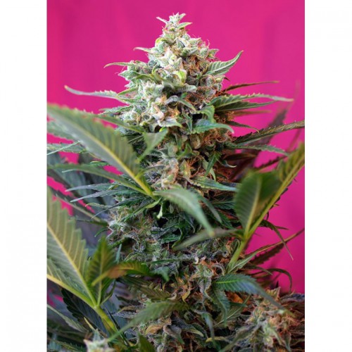 Auto Big Devil XL Feminised насіння конопель: фото, характеристики, відгуки, опис
