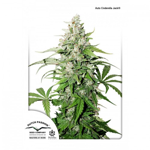 Auto  Cinderella Jack feminized семена конопли: фото, характеристики, отзывы, описание Auto  Cinderella Jack feminized семена конопли: фото, характеристики, отзывы, описание