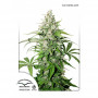 Auto  Cinderella Jack feminized семена конопли: фото, характеристики, отзывы, описание Auto  Cinderella Jack feminized семена конопли: фото, характеристики, отзывы, описание