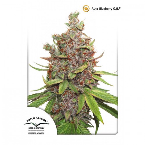 Auto Glueberry OG feminised семена конопли: фото, характеристики, отзывы, описание Auto Glueberry OG feminised семена конопли: фото, характеристики, отзывы, описание
