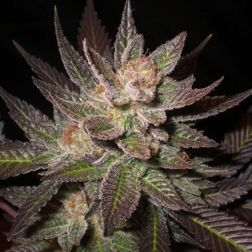 Auto Lavender Feminised (поштучно) насіння конопель: фото, характеристики, відгуки, опис