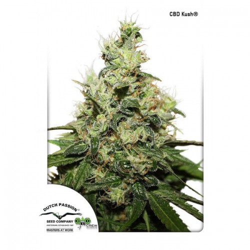 CBD Kush feminised семена конопли: фото, характеристики, отзывы, описание