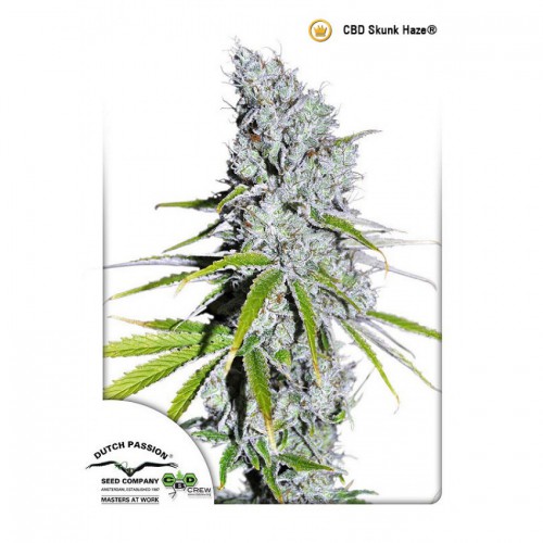 CBD Skunk Haze feminised семена конопли: фото, характеристики, отзывы, описание CBD Skunk Haze feminised семена конопли: фото, характеристики, отзывы, описание