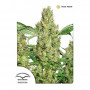 Power Plant feminised семена конопли: фото, характеристики, отзывы, описание