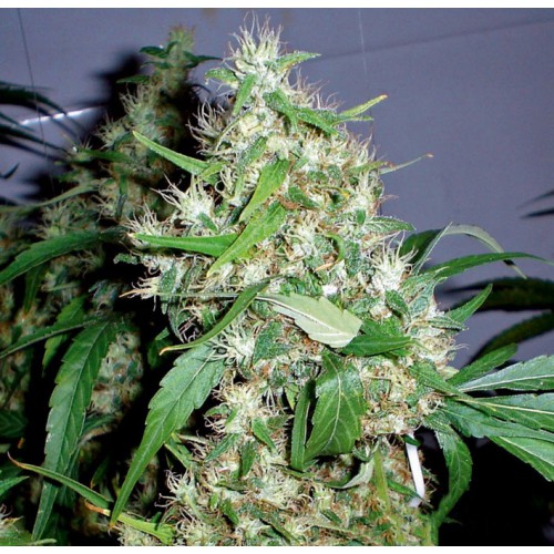 Auto Critical Kush Feminised насіння конопель: фото, характеристики, відгуки, опис