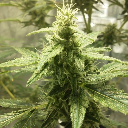 Auto AK-49 Feminised насіння конопель: фото, характеристики, відгуки, опис Auto AK-49 Feminised насіння конопель: фото, характеристики, відгуки, опис