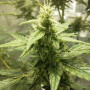 Auto AK-49 Feminised насіння конопель: фото, характеристики, відгуки, опис Auto AK-49 Feminised насіння конопель: фото, характеристики, відгуки, опис