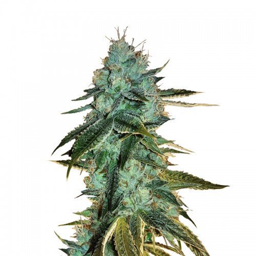 Auto Big Bud Feminised семена конопли: фото, характеристики, отзывы, описание