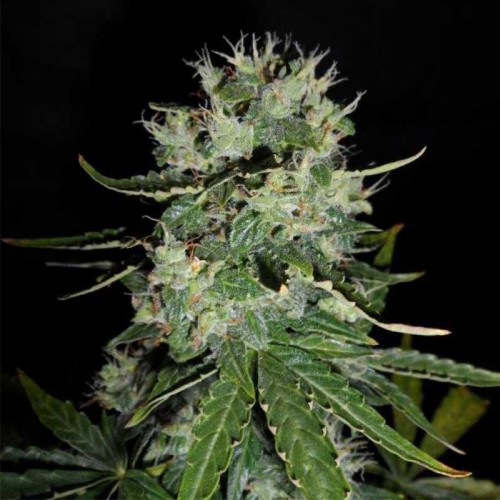 Auto Fast Bud Feminised семена конопли: фото, характеристики, отзывы, описание