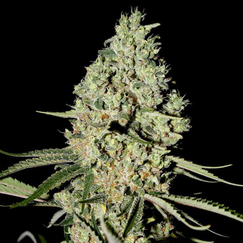 Auto Super Critical Feminised насіння конопель: фото, характеристики, відгуки, опис