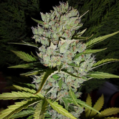 Auto Super Skunk Feminised насіння конопель: фото, характеристики, відгуки, опис Auto Super Skunk Feminised насіння конопель: фото, характеристики, відгуки, опис