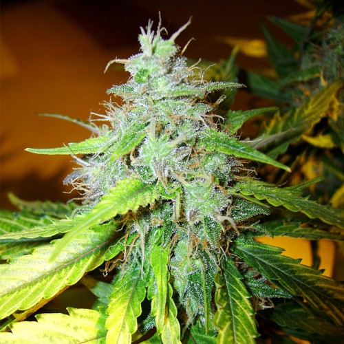 Auto Whiteberry Feminised насіння конопель: фото, характеристики, відгуки, опис