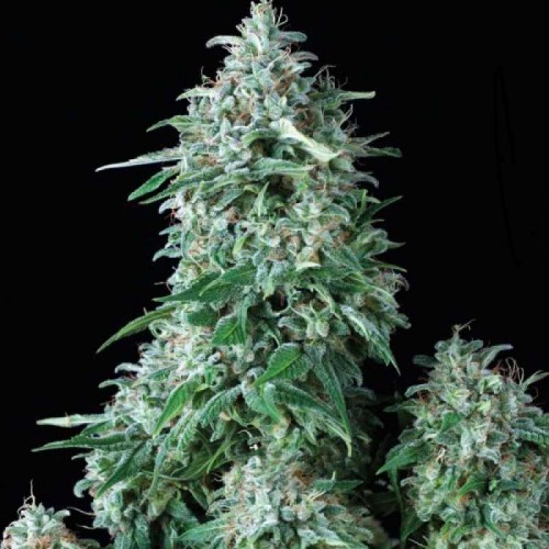 Auto Northern Lights Feminised семена конопли: фото, характеристики, отзывы, описание