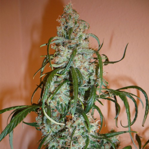 Super Lemon Haze Feminised насіння конопель: фото, характеристики, відгуки, опис