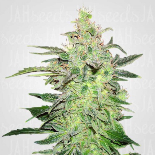 Auto Haze Feminised (поштучно) насіння конопель: фото, характеристики, відгуки, опис