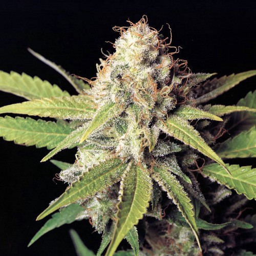 Auto OG Kush Feminised (поштучно) семена конопли: фото, характеристики, отзывы, описание Auto OG Kush Feminised (поштучно) семена конопли: фото, характеристики, отзывы, описание
