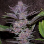 Auto Purple Kush Feminised (поштучно) насіння конопель: фото, характеристики, відгуки, опис Auto Purple Kush Feminised (поштучно) насіння конопель: фото, характеристики, відгуки, опис