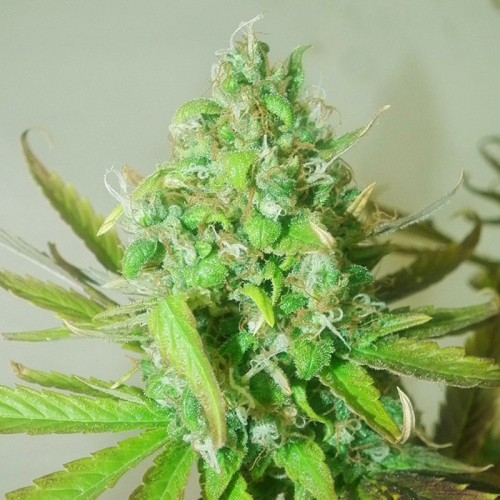 Auto Sweet Tooth Feminised (поштучно) насіння конопель: фото, характеристики, відгуки, опис