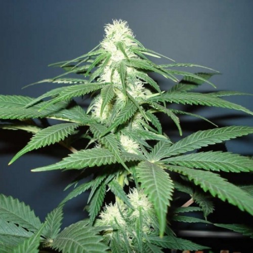 Auto Hindu Kush Feminised (поштучно) насіння конопель: фото, характеристики, відгуки, опис Auto Hindu Kush Feminised (поштучно) насіння конопель: фото, характеристики, відгуки, опис