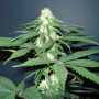 Auto Hindu Kush Feminised (поштучно) насіння конопель: фото, характеристики, відгуки, опис Auto Hindu Kush Feminised (поштучно) насіння конопель: фото, характеристики, відгуки, опис