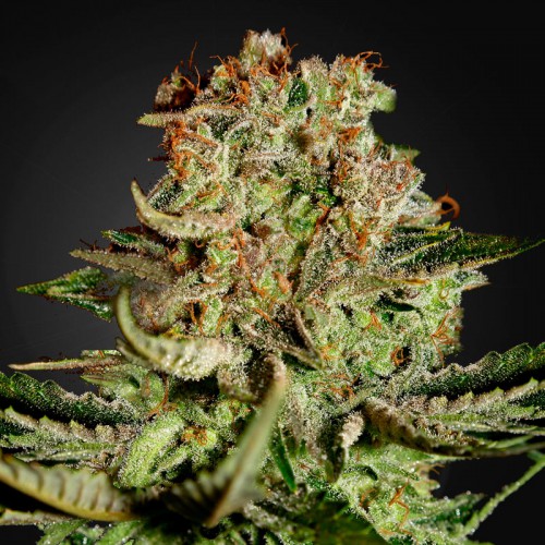 Auto Super Bud Feminised (поштучно) семена конопли: фото, характеристики, отзывы, описание