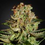 Auto Super Bud Feminised (поштучно) семена конопли: фото, характеристики, отзывы, описание