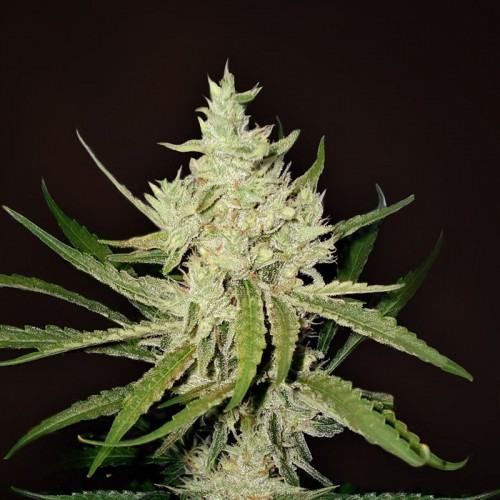 Auto Amnesia Haze Feminised (поштучно) насіння конопель: фото, характеристики, відгуки, опис Auto Amnesia Haze Feminised (поштучно) насіння конопель: фото, характеристики, відгуки, опис
