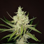 Auto Amnesia Haze Feminised (поштучно) насіння конопель: фото, характеристики, відгуки, опис Auto Amnesia Haze Feminised (поштучно) насіння конопель: фото, характеристики, відгуки, опис