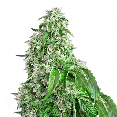 Auto Big Devil Feminised (поштучно) насіння конопель: фото, характеристики, відгуки, опис