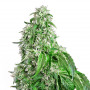Auto Big Devil Feminised (поштучно) насіння конопель: фото, характеристики, відгуки, опис