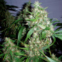 Auto Jack Herer Feminised (поштучно) семена конопли: фото, характеристики, отзывы, описание Auto Jack Herer Feminised (поштучно) семена конопли: фото, характеристики, отзывы, описание
