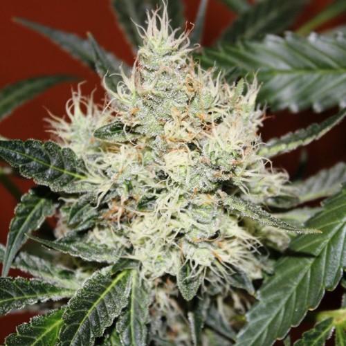 Auto Kali Mist Feminised (поштучно) насіння конопель: фото, характеристики, відгуки, опис
