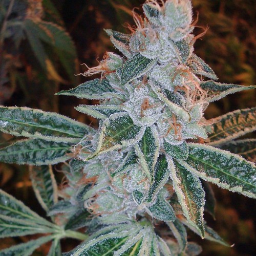 Auto Lemon Skunk Feminised (поштучно) насіння конопель: фото, характеристики, відгуки, опис Auto Lemon Skunk Feminised (поштучно) насіння конопель: фото, характеристики, відгуки, опис