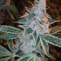 Auto Lemon Skunk Feminised (поштучно) насіння конопель: фото, характеристики, відгуки, опис Auto Lemon Skunk Feminised (поштучно) насіння конопель: фото, характеристики, відгуки, опис