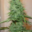 Big Bud Feminised (поштучно)